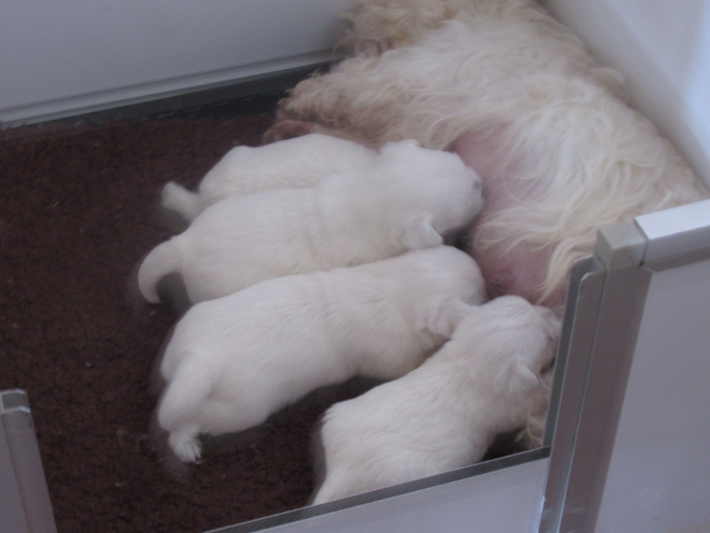des O'Connelli - Chiots disponibles - West Highland White Terrier