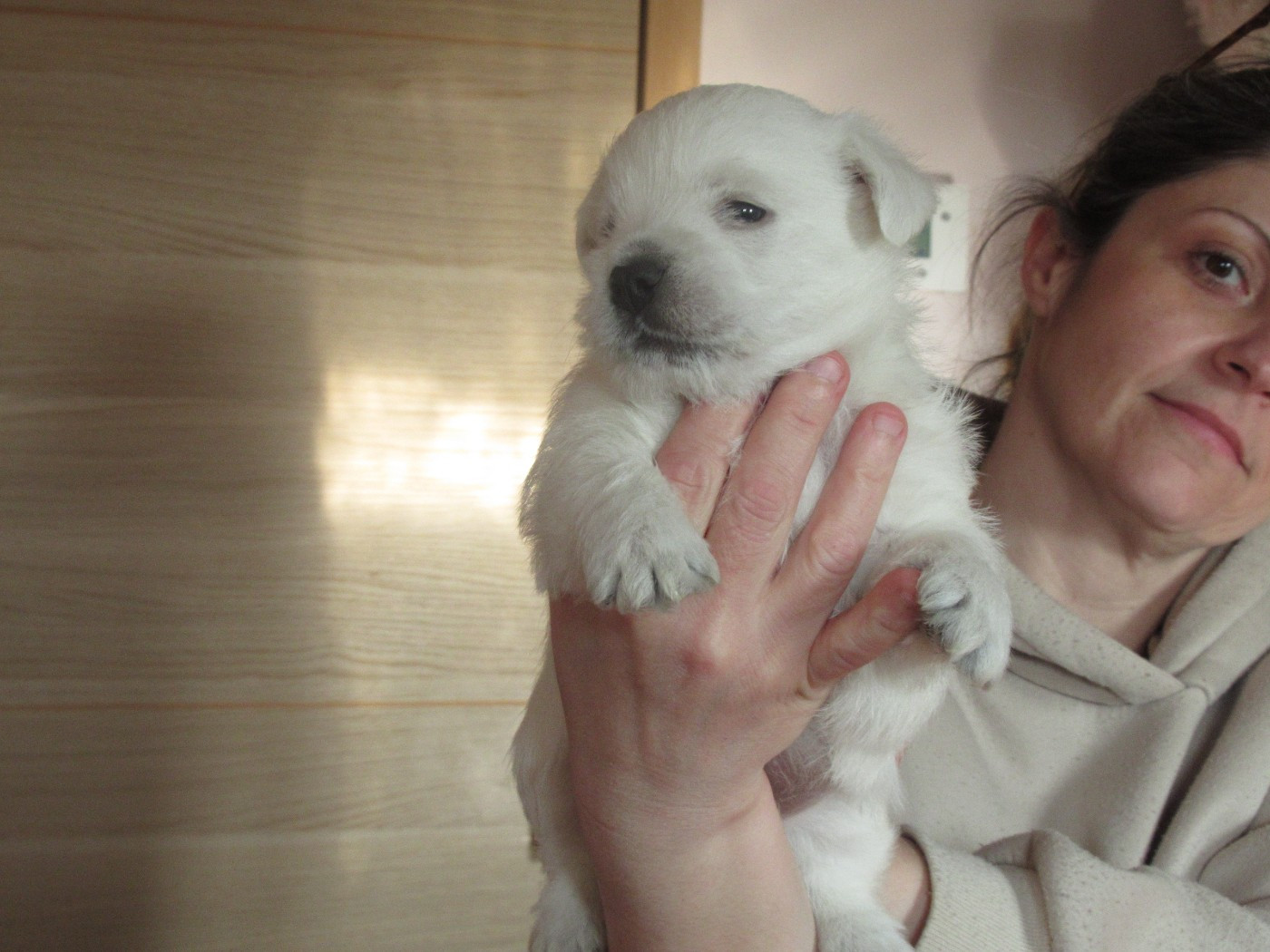des O'Connelli - Chiots disponibles - West Highland White Terrier
