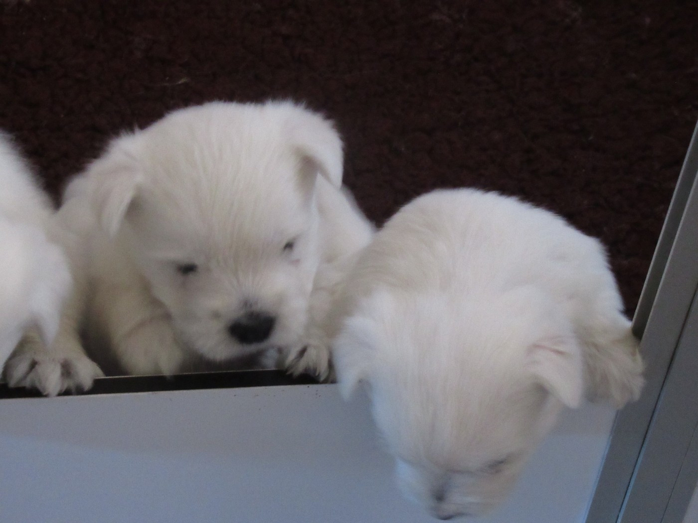 des O'Connelli - Chiots disponibles - West Highland White Terrier