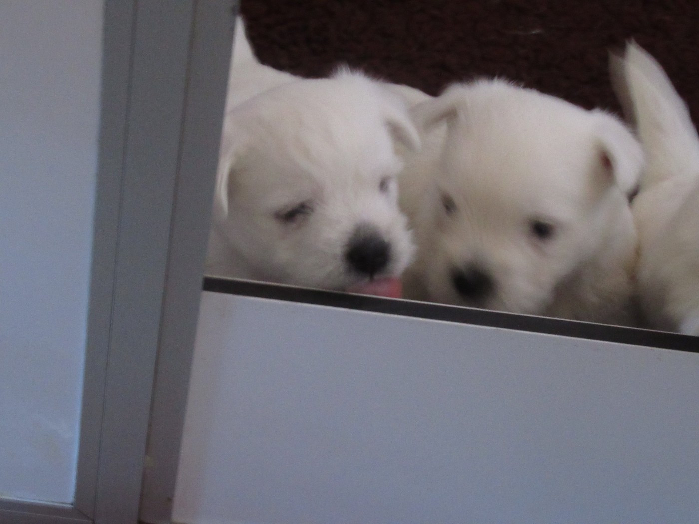 des O'Connelli - West Highland White Terrier - Portée née le 16/02/2026