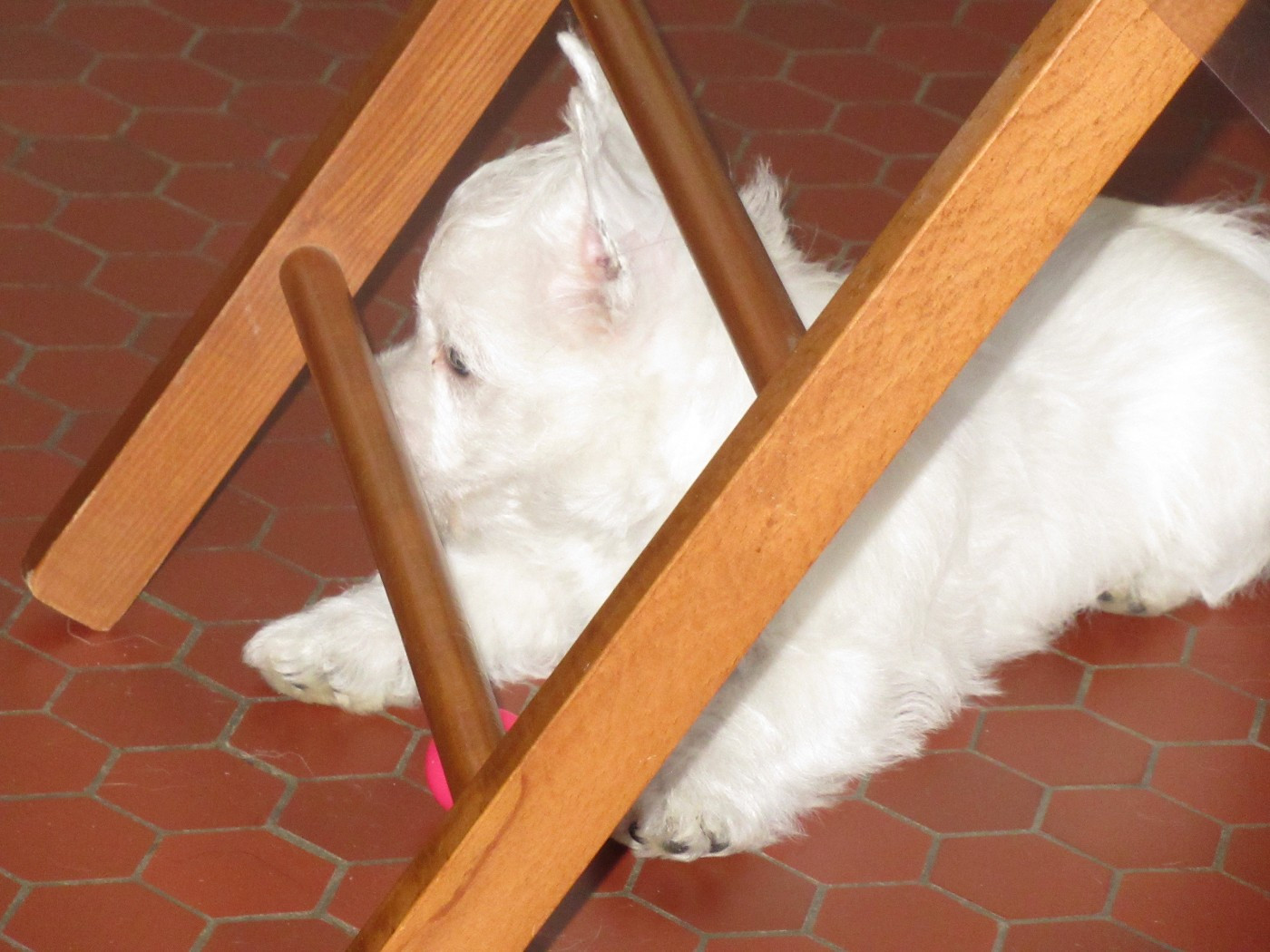 des O'Connelli - Chiots disponibles - West Highland White Terrier
