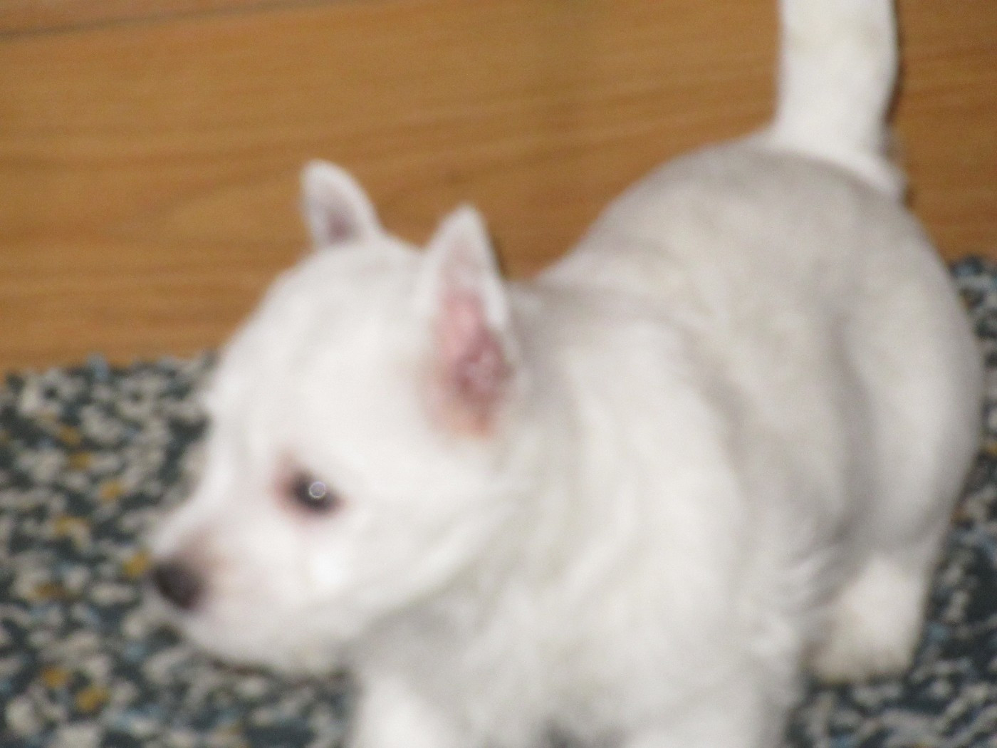 Chiot West Highland White Terrier des O'Connelli