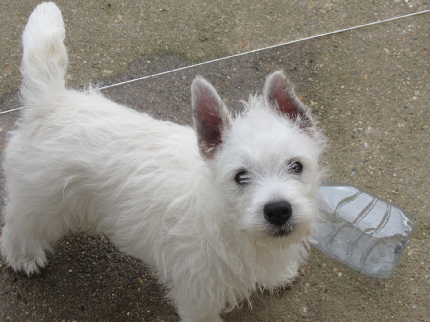 des O'Connelli - Chiots disponibles - West Highland White Terrier