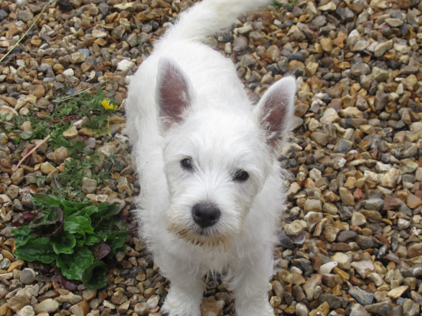 des O'Connelli - West Highland White Terrier - Portée née le 16/02/2026