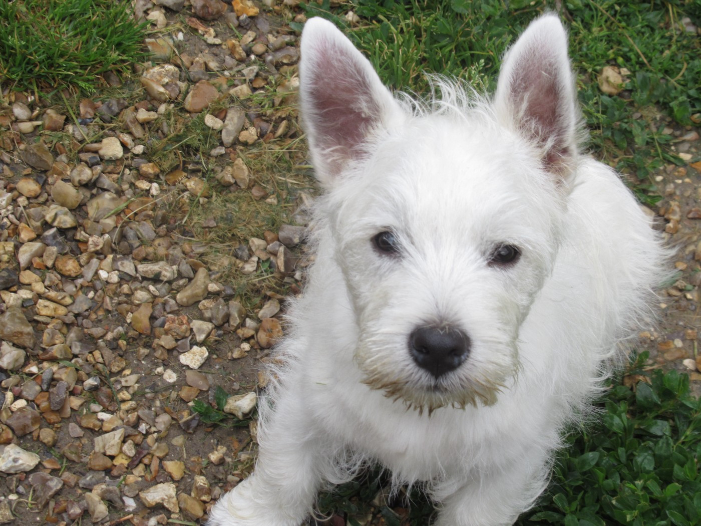 des O'Connelli - Chiots disponibles - West Highland White Terrier