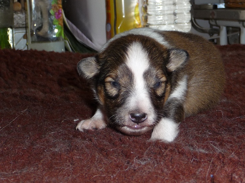 des O'Connelli - Shetland Sheepdog - Portée née le 05/09/2009