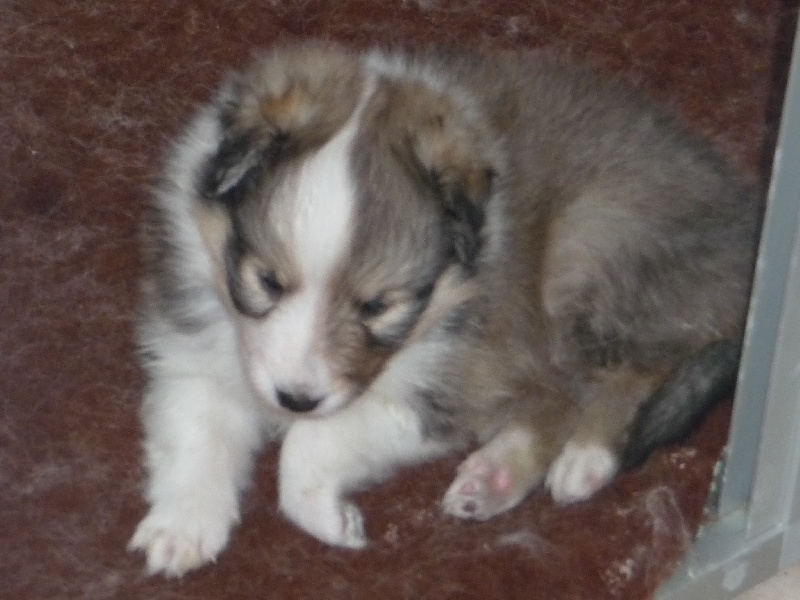 des O'Connelli - Shetland Sheepdog - Portée née le 19/07/2013