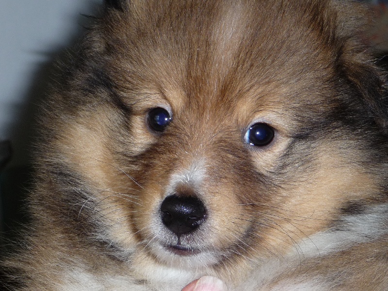 des O'Connelli - Shetland Sheepdog - Portée née le 11/03/2010