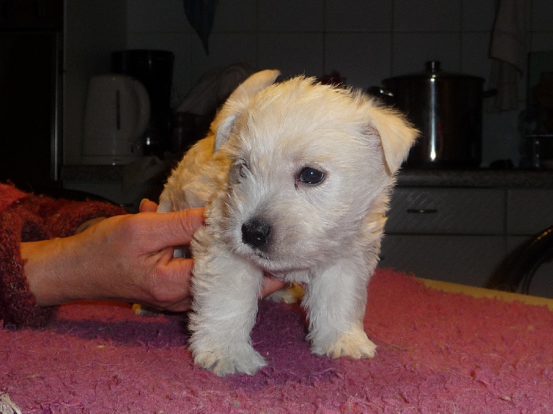des O'Connelli - West Highland White Terrier - Portée née le 07/11/2009