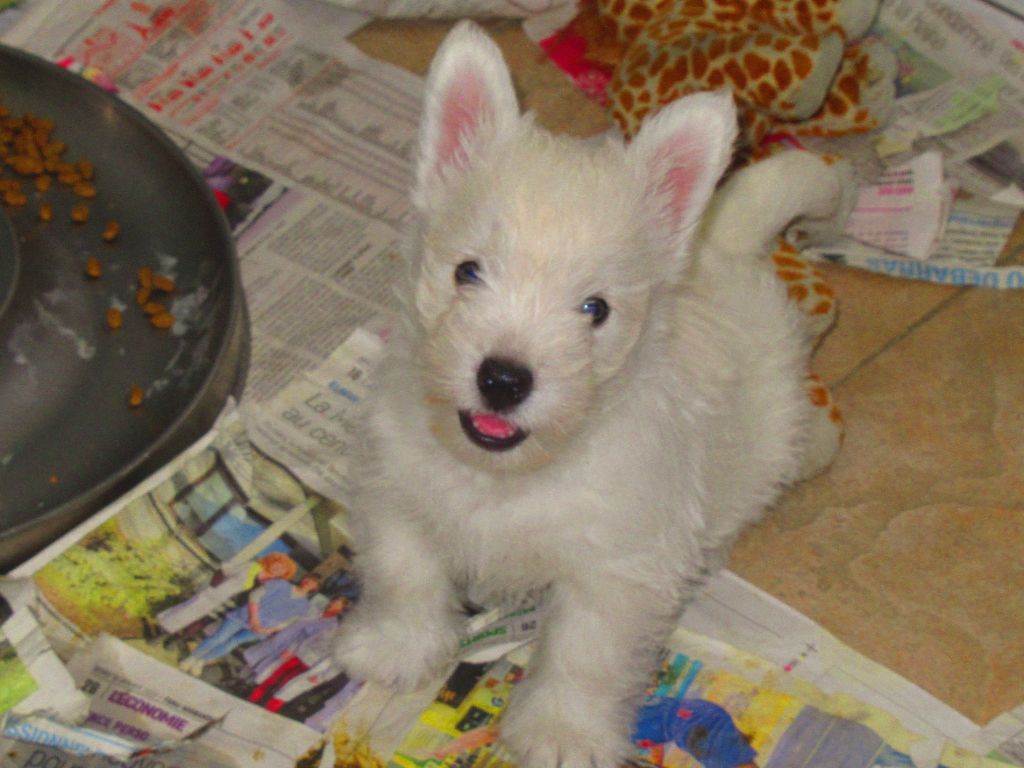 Chiot West Highland White Terrier des O'Connelli