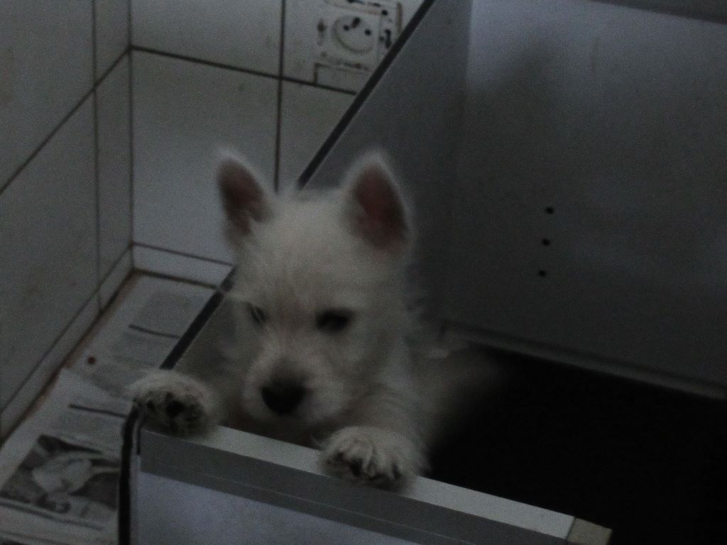 des O'Connelli - West Highland White Terrier - Portée née le 17/01/2019